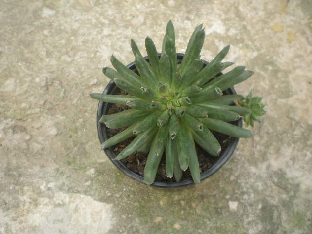 Semprevivum oditi
